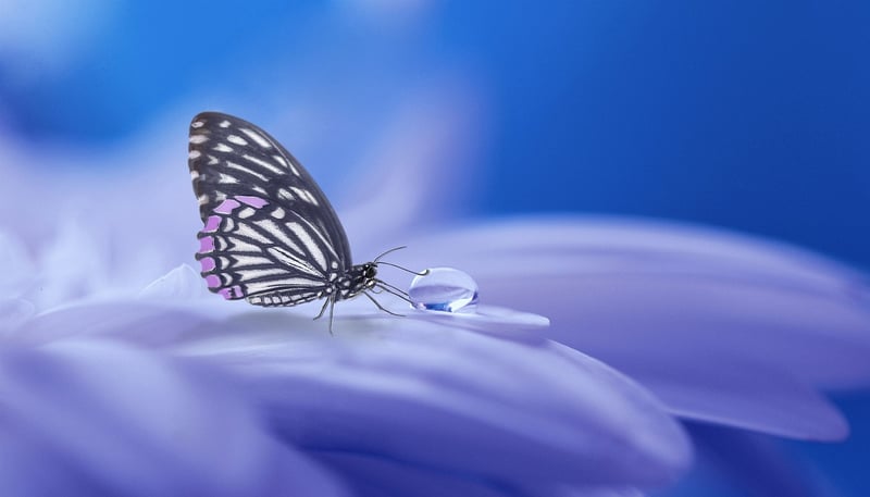 Fantasy Book Image